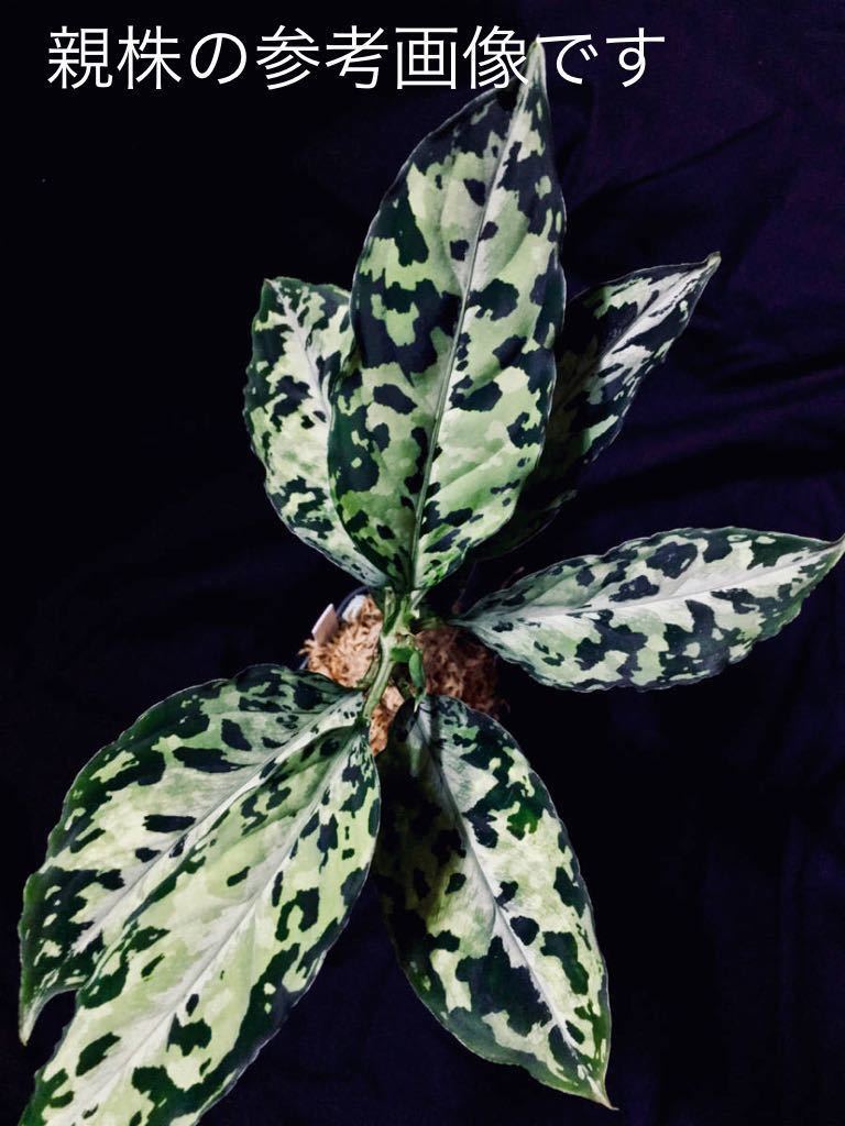 Aglaonema pictum Kshatriya クシャトリヤ① Aglaonema pictum Kshatriya クシャトリヤ①