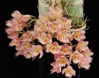新品】☆洋蘭☆交配種☆Cl. Rebecca Northen 'Grapefruit Pink