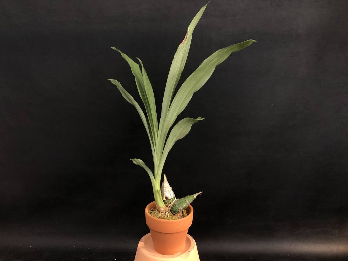 新品】☆洋蘭☆交配種☆Cl. Rebecca Northen 'Grapefruit Pink