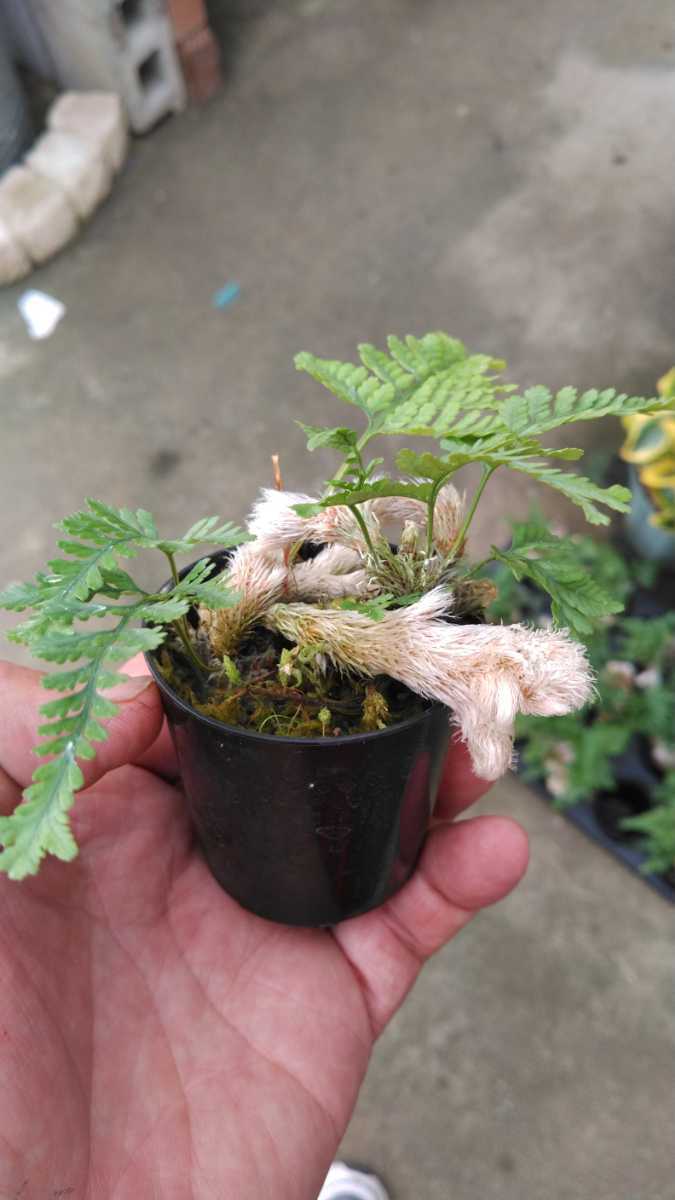 新品 即決 石化トキワシノブ 猫の手シノブ ２号ポット 古典園芸植物 第四種郵便発送に限り送料無料 の落札情報詳細 ヤフオク落札価格情報 オークフリー スマートフォン版