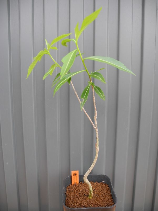 Rr フニ バオバブ マダガスカル産 国内実生 バオバブ盆栽 1株 Adansonia Fony の落札情報詳細 ヤフオク落札価格情報 オークフリー スマートフォン版