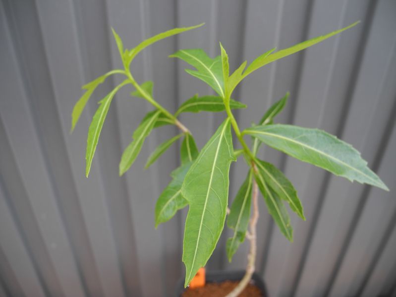 Rr フニ バオバブ マダガスカル産 国内実生 バオバブ盆栽 1株 Adansonia Fony の落札情報詳細 ヤフオク落札価格情報 オークフリー スマートフォン版