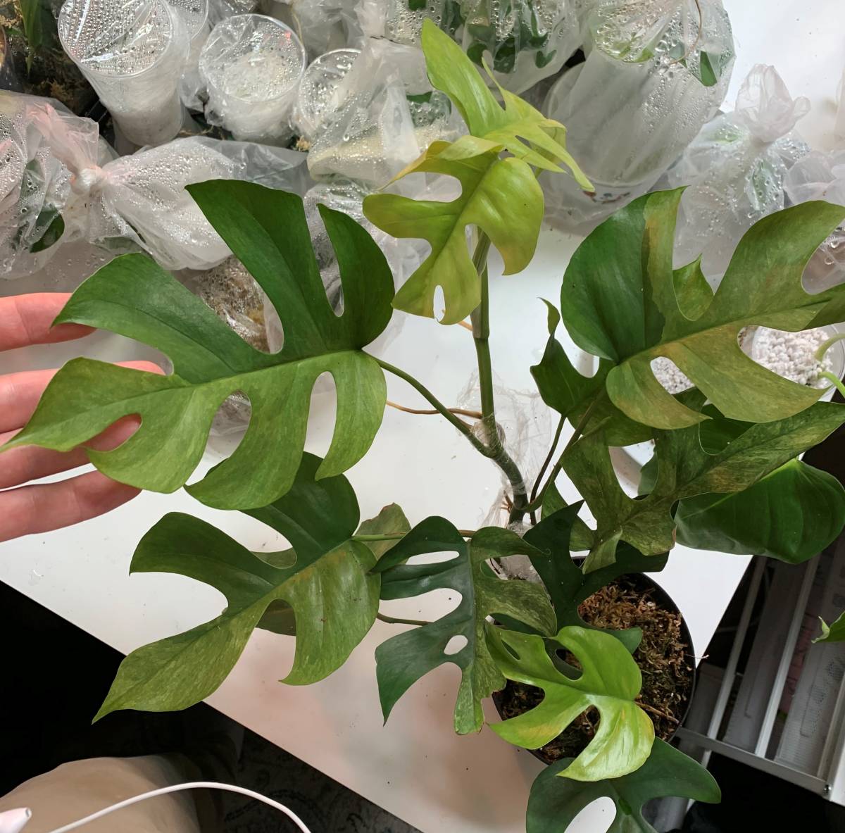 ラフィドフォラ テトラスペルマ ホワイトモンスター ミント 姫モンステラ ラフィドフォラ テトラスペルマ ホワイトモンスター ミント 姫