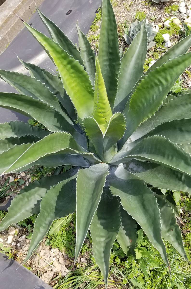 激レア!! アガベ サルミアナ・フェロックス ”ローガン