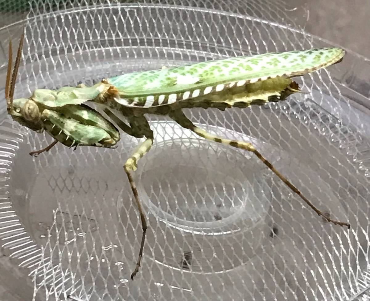 アザミカマキリ雄　立体標本 アザミカマキリ雄 立体標本