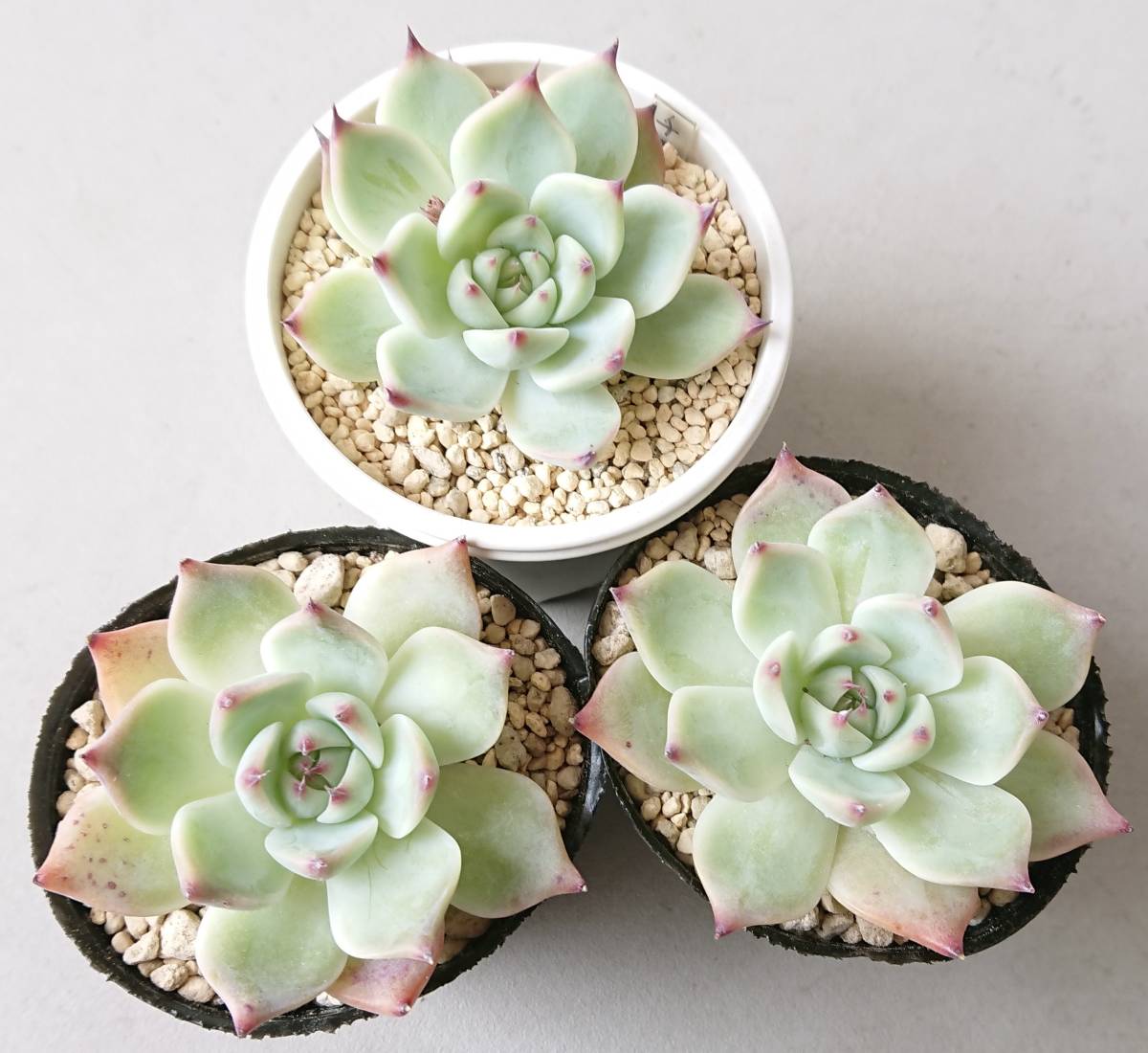 多肉植物 ぼの交配 シムランスLS×チワワエンシス