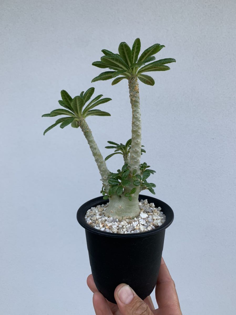 WPJ・Dorstenia ellenbeckiana ドルステニア エレンベッキアナ 【公式