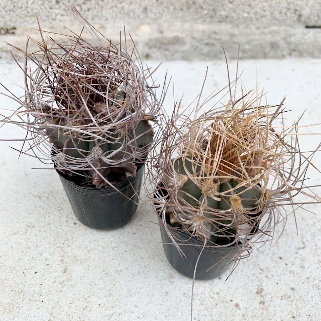 激安の サボテン 多肉植物 タイゼブラスーパー兜 袖ヶ浦接木 アストロフィツム Seal限定商品 Studioartssolucoes Com Br