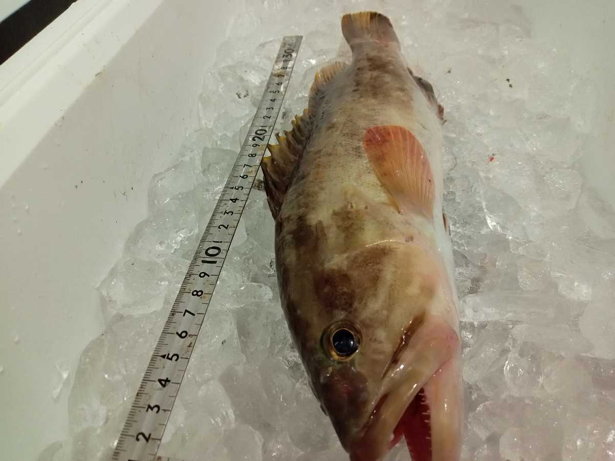 超高級魚 クエ アラ モロコ 2 3キロ 対馬 天然 激安 オススメ お得 刺し身 鍋 Villaaldamaver Gob Mx