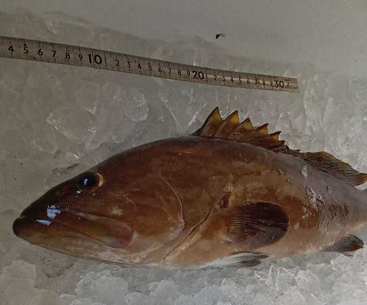 期間限定特別価格 クエ アラ モロコ 二匹 カサゴ ガシラ セット 対馬 天然 高級魚 激安 美味しい 焼き 煮付け 絶品 Www iwearparts Com