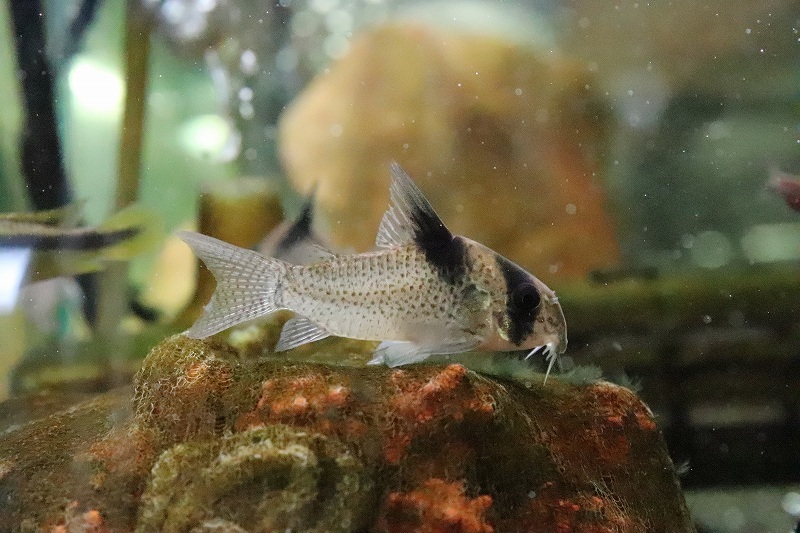 希望者のみラッピング無料 Oasisaqua久々 ハイフィン白コリドラス ロングテール 完売間近です Www Rurrenabaque Gob Bo