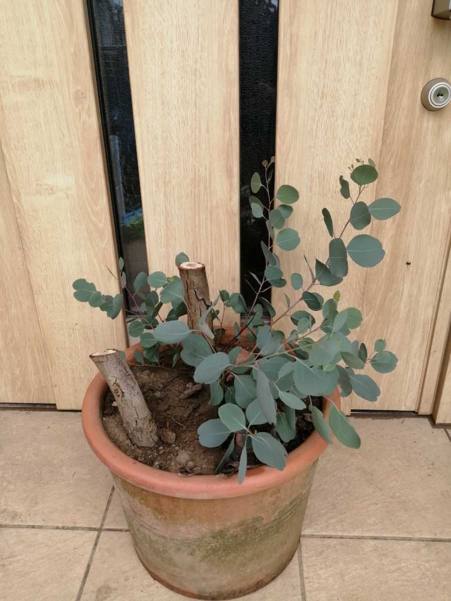 ユーカリ ポポラス /97