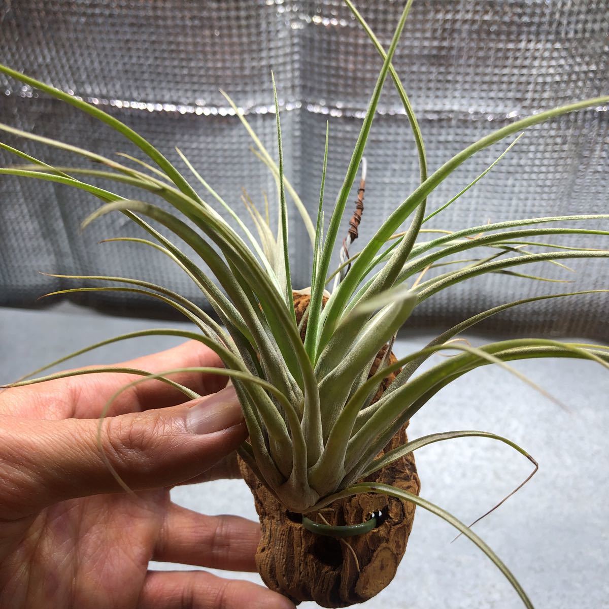 ファティマの4番目の秘密とは何ですか？