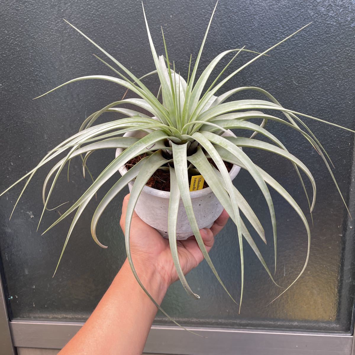 Tillandsia peiranoi 1cm前後子株 Tillandsia peiranoi 1cm前後子株