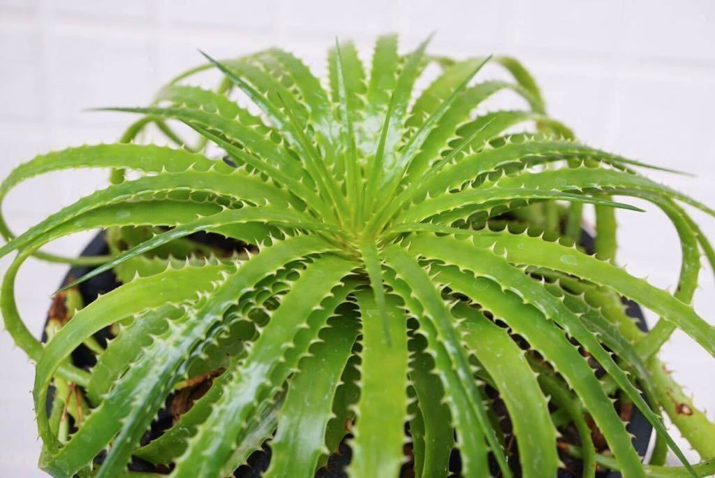 エンコリリウム ペディセラツム 子株 希少】Encholirium pedicellatum