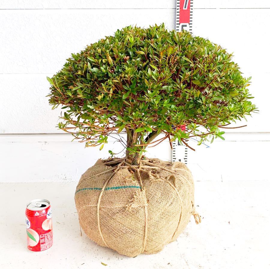 未使用】サツキ 玉仕立て 約: 50cm 【さつき/花木/庭木/植木/常緑樹 