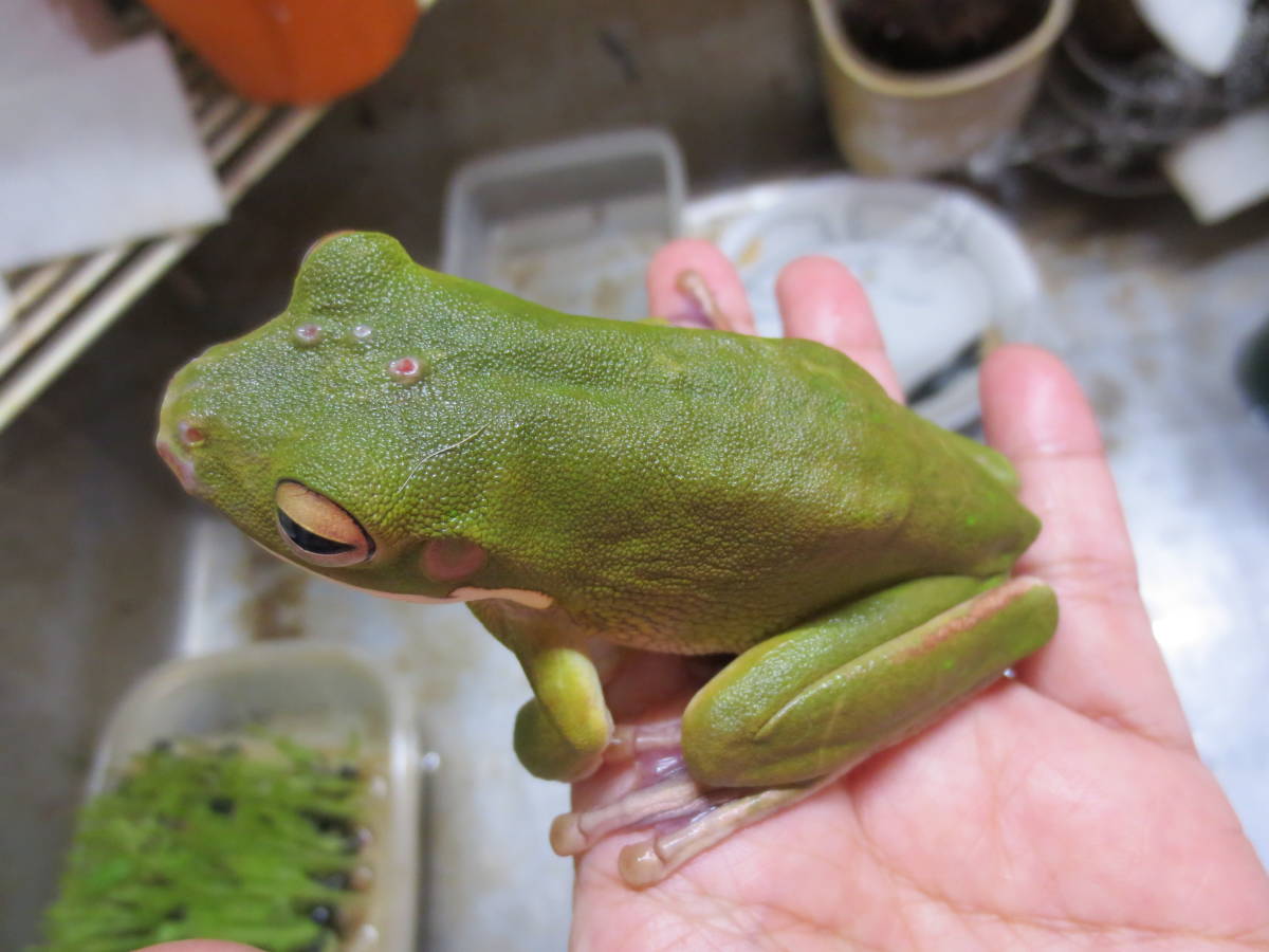 生体 綺麗 可愛い 爆食 クツワアメガエル 4 蛙 カエル の落札情報詳細 ヤフオク落札価格情報 オークフリー スマートフォン版