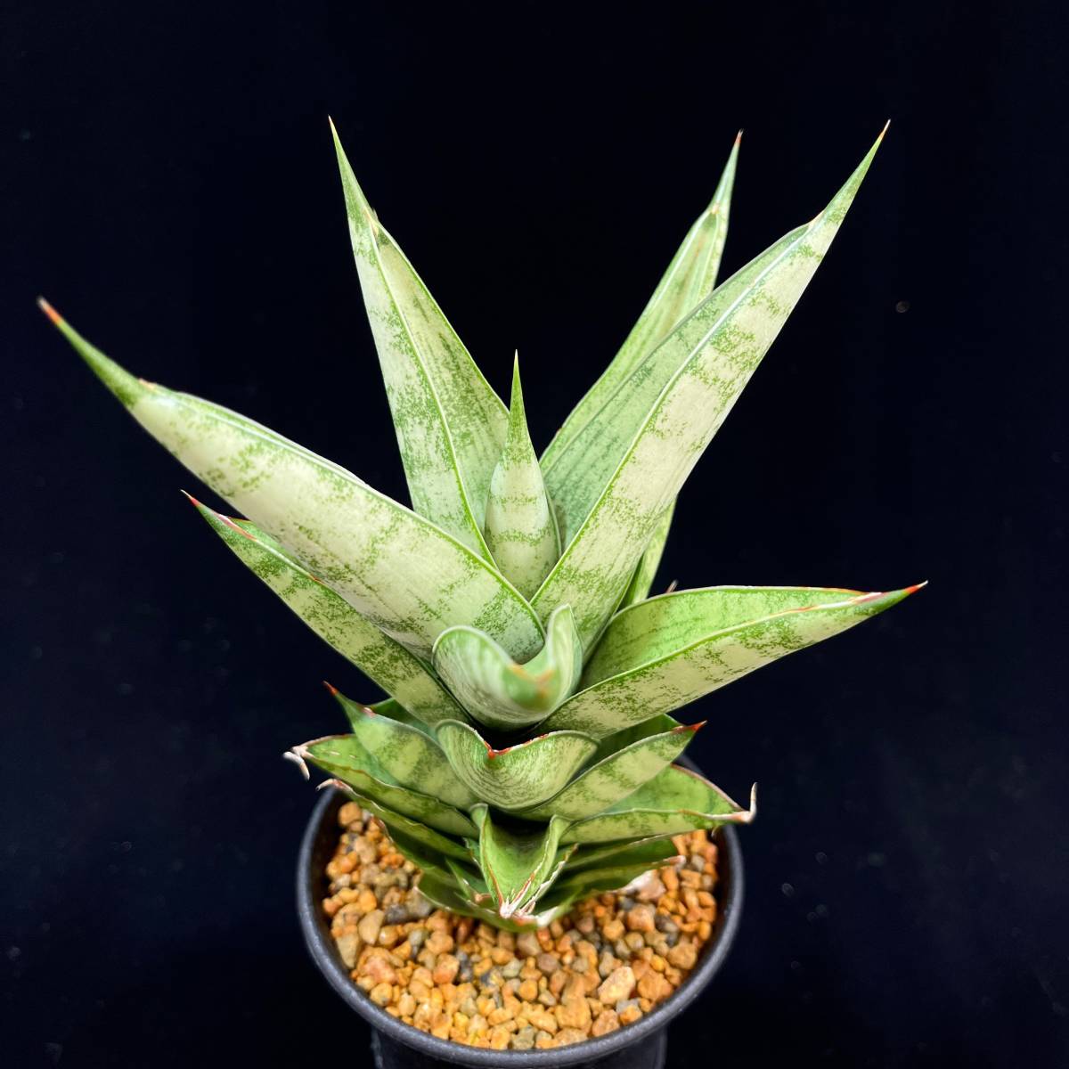 sansevieria pagoda variegata サンスベリア パゴダ（サンスベリア 
