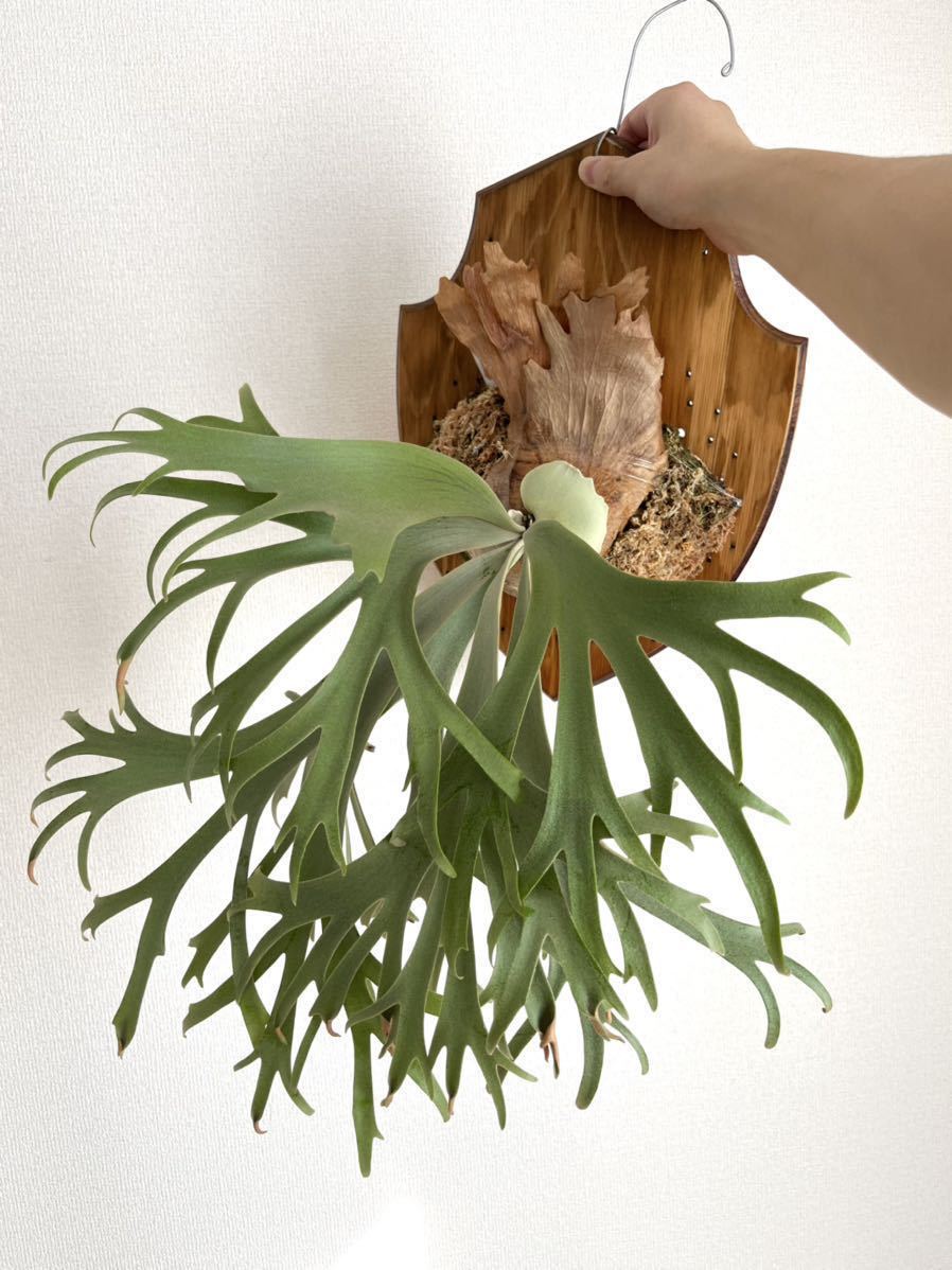 P.willinckii 月光爪哇 ビカクシダ OC 子株④（その後の