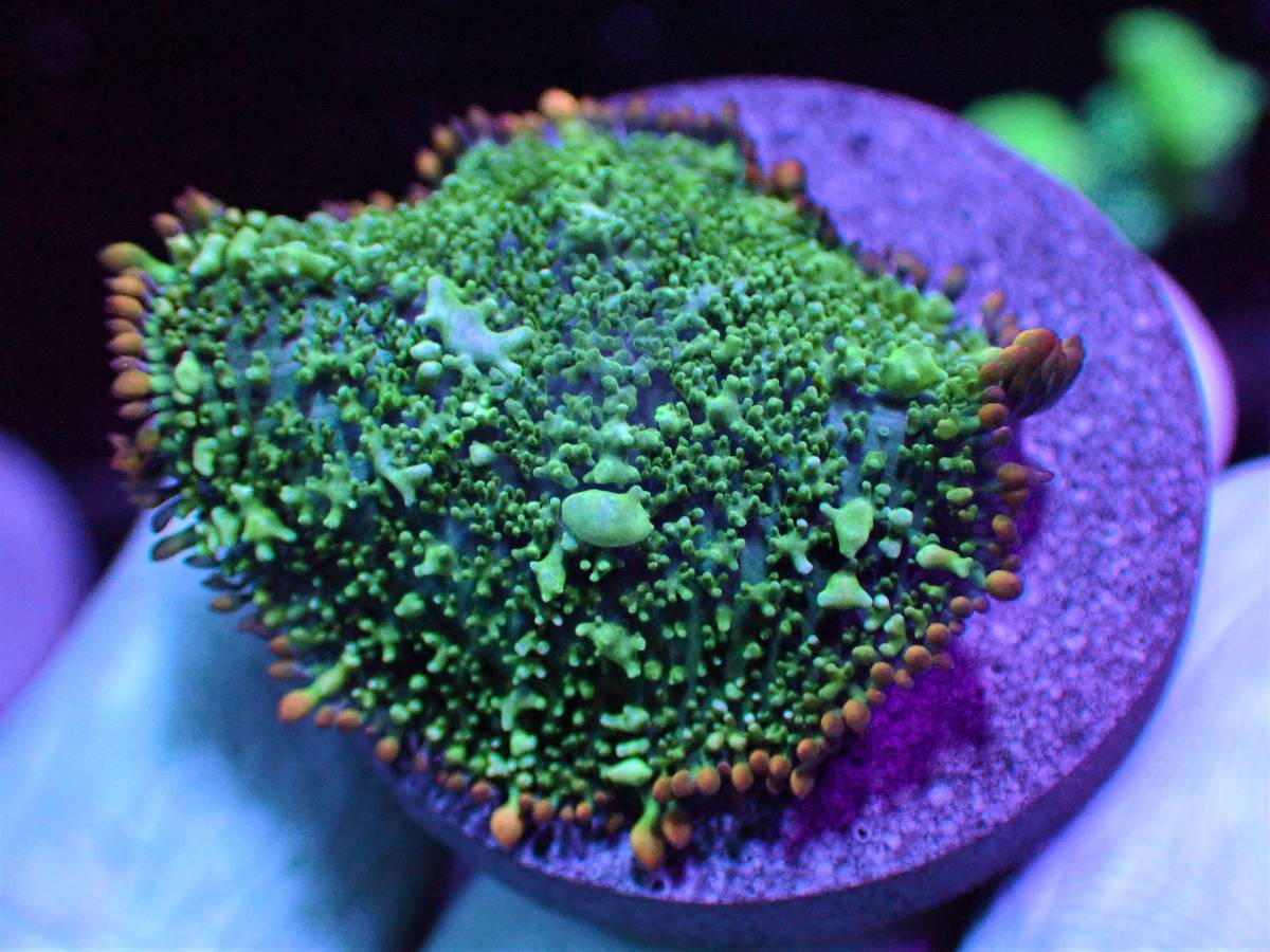 【未使用】【AJISAI】＊特級品＊『マジックカーペット』(Magic Carpet Bounce Mushroom) ※へアリー系のディスク