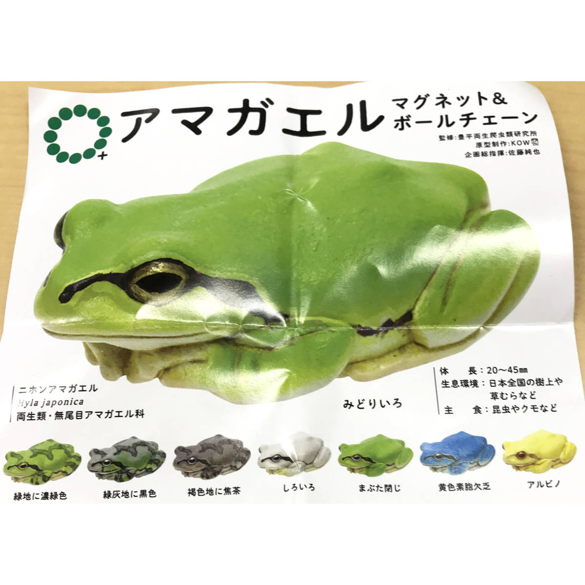 アルビノヘテロ アマガエル ニホンアマガエル ベビー10匹 即決！送料や ...