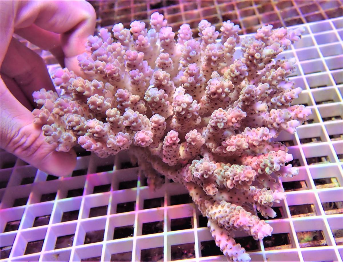 【オーストラリア産】ミドリイシ“エチナタ”【フルブルー】 海外へ流れた美しいバリ・ブリードを紹介 : べっぴん珊瑚