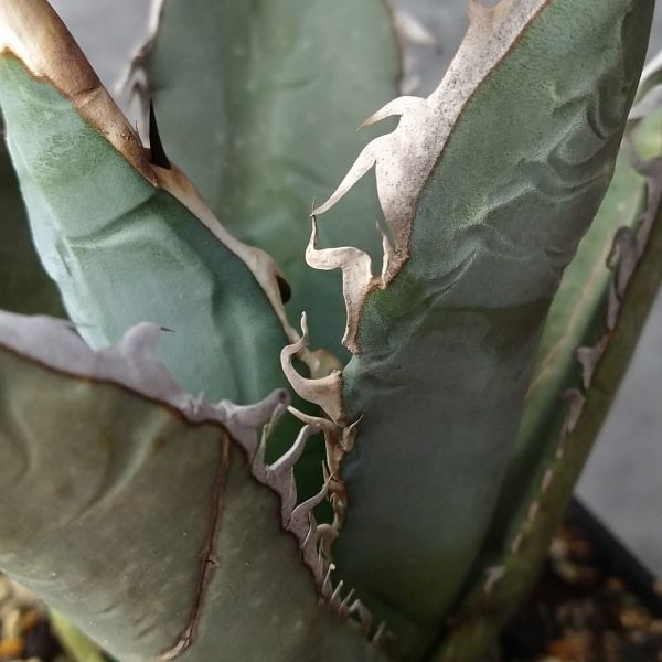 26N アガベ チタノタ オアハカ産オテロイ Oaxaca oteroi メキシコ