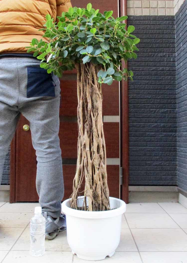 パンダガジュマル 接木 6号 約60センチ前後 その他観葉植物
