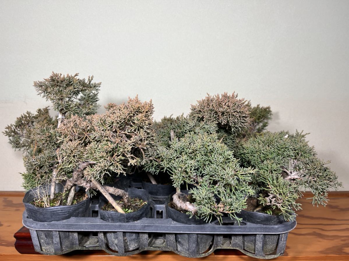 八房五葉松セット(15種類)