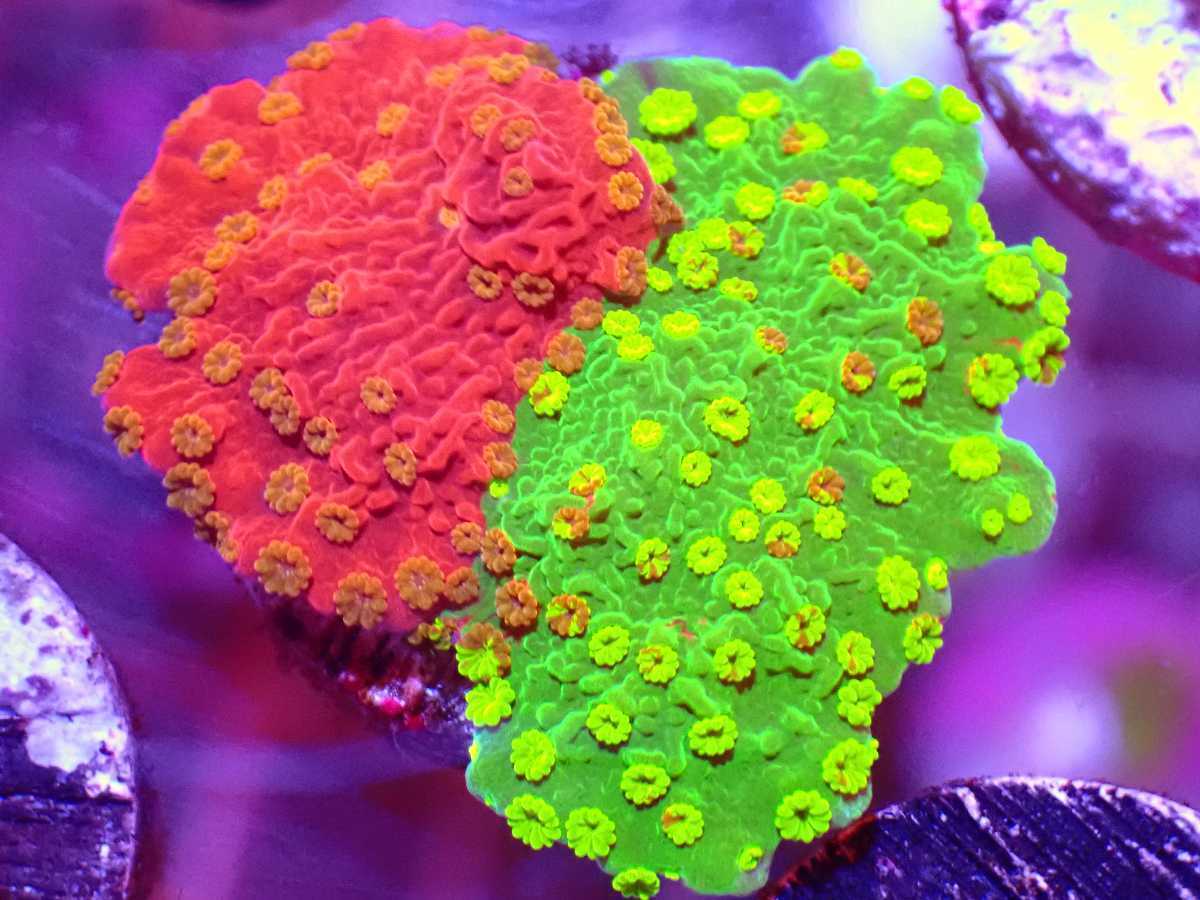 3.グラフテッドモンティポラ graphtedmontipora（フラグ）