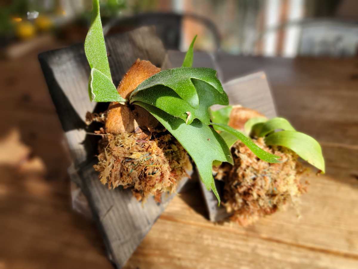 Fat Lava】Scheurich 花瓶 ファットラバ 401−20 Fat Lava and German