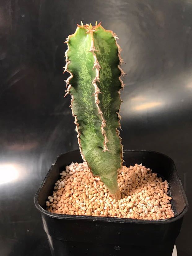 やや傷や汚れあり】Euphorbia robecchii ユーフォルビア ロベッチー