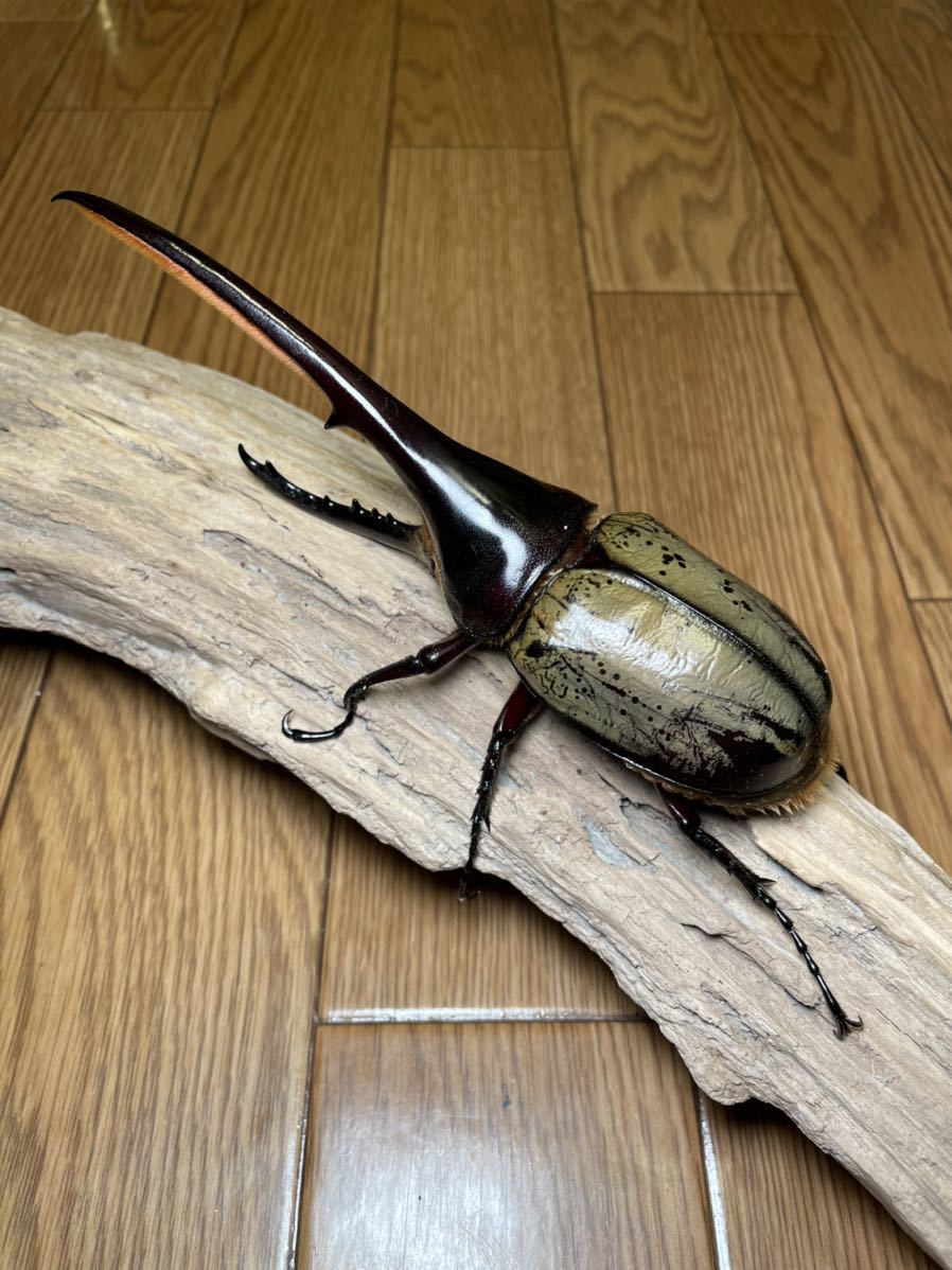 DHヘラクレス 0F血統系 ペア 同腹 ヘラクレスオオカブト