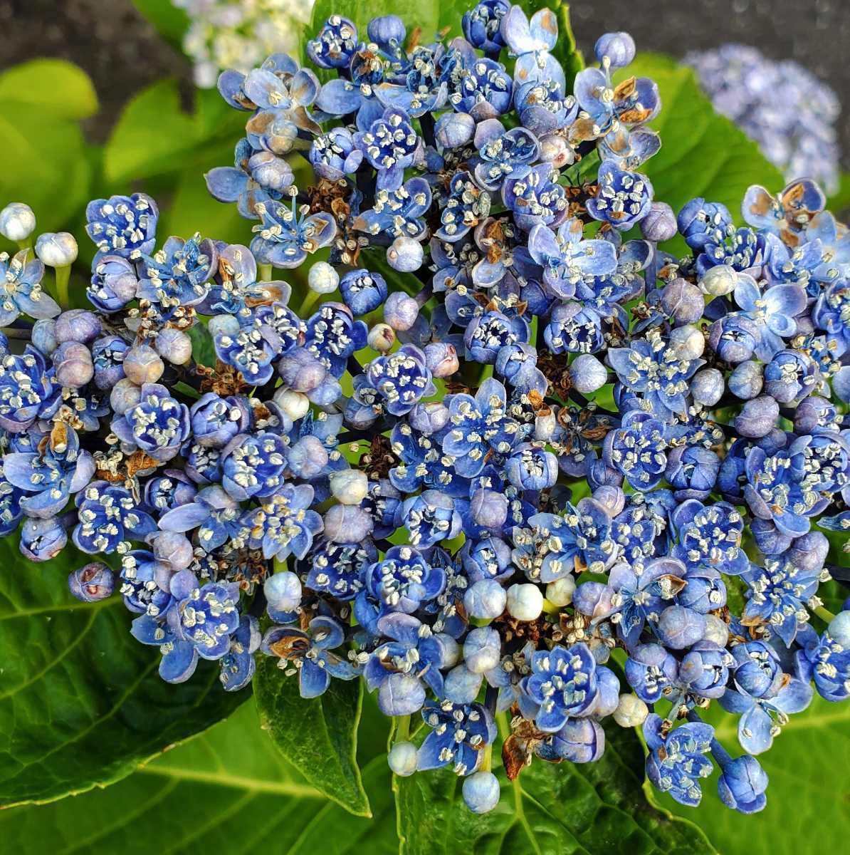 紫陽花　ファーストブルー　挿し木　苗　② 紫陽花 挿し木苗｜Yahoo!フリマ（旧PayPayフリマ）