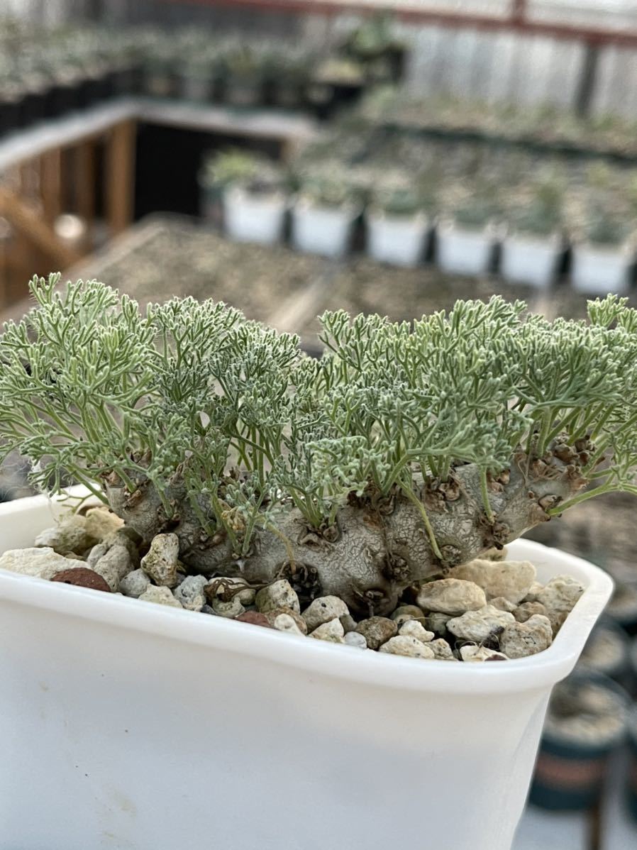 多肉植物サルコカウロン ペニクリナム極上株輸入株 大株 発根済み 2.2cm