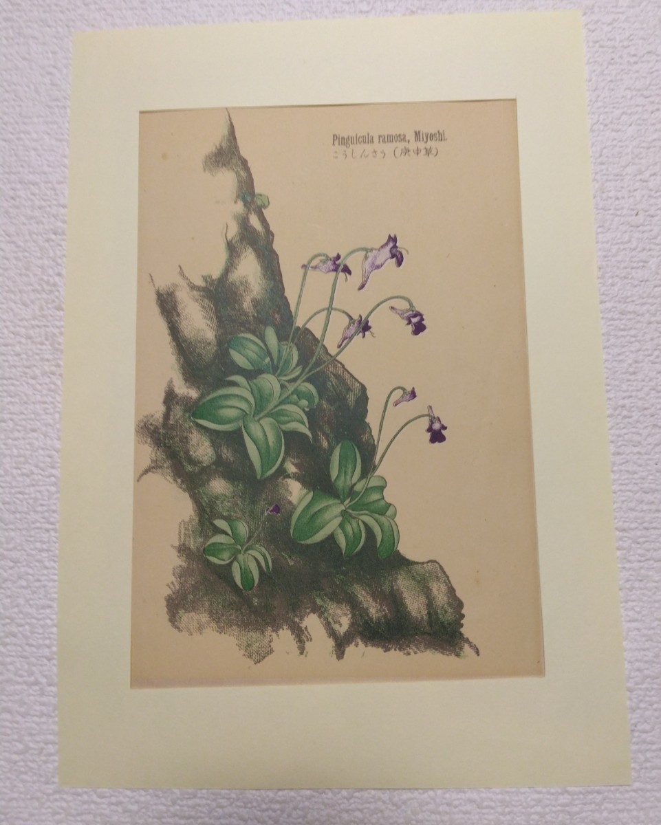 やや傷や汚れあり】多色刷石版画 牧野富太郎校訂『普通植物図譜』村越