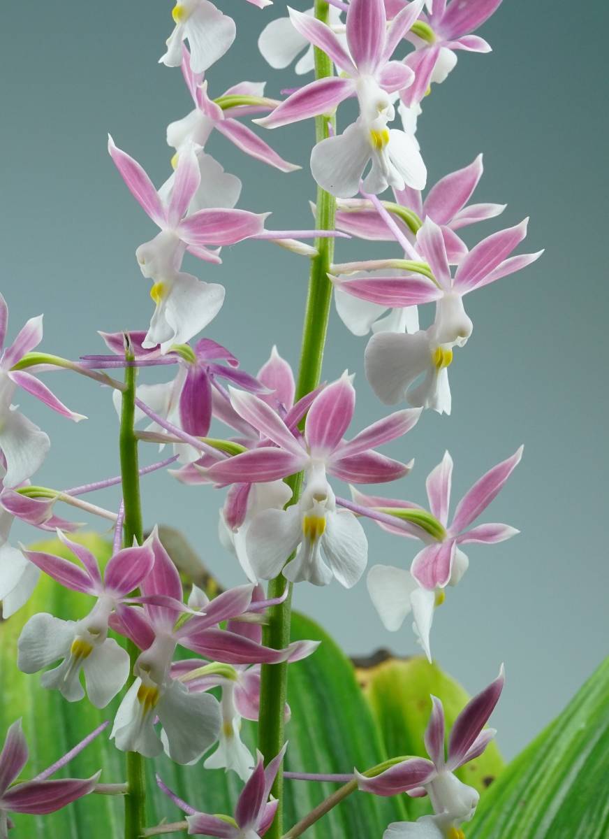 草エネ 基本草エネルギー(BREAK UR)【P】{XY-P}