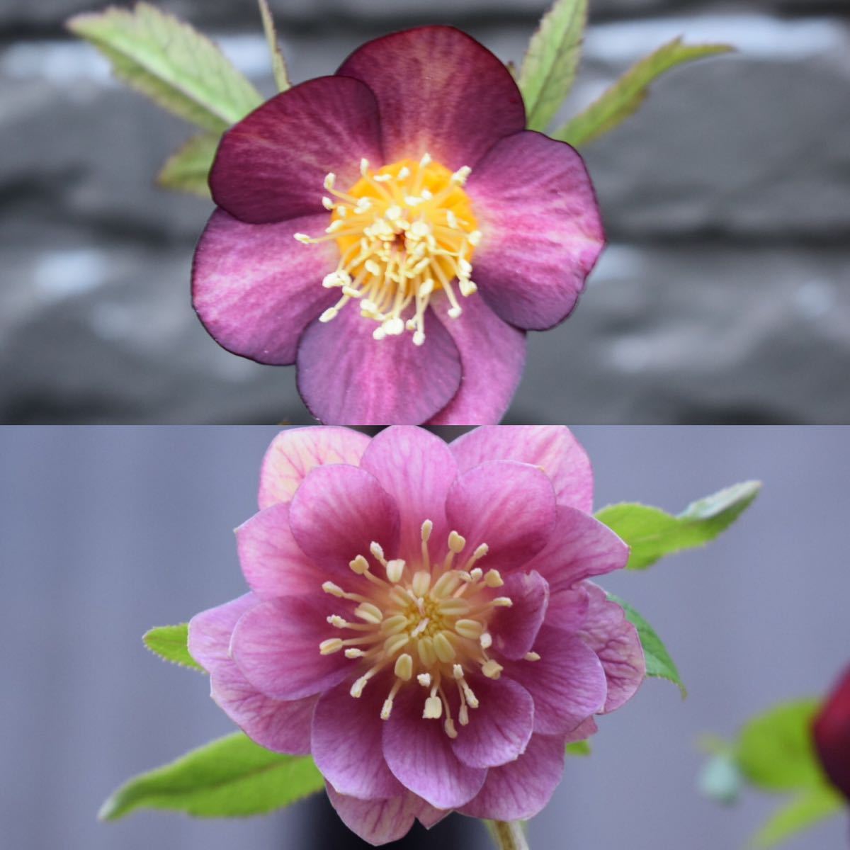 ばな様専用 クリスマスローズ 小苗 DDソレイユM セルフ 【公式通販】