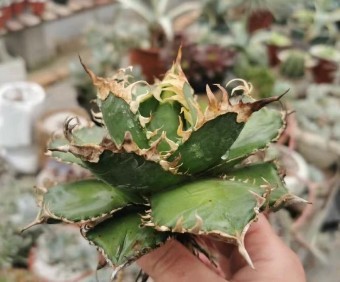 T151多肉植物アガベ チタノタ 赤狮 紅狮 台湾有望株 楽しく