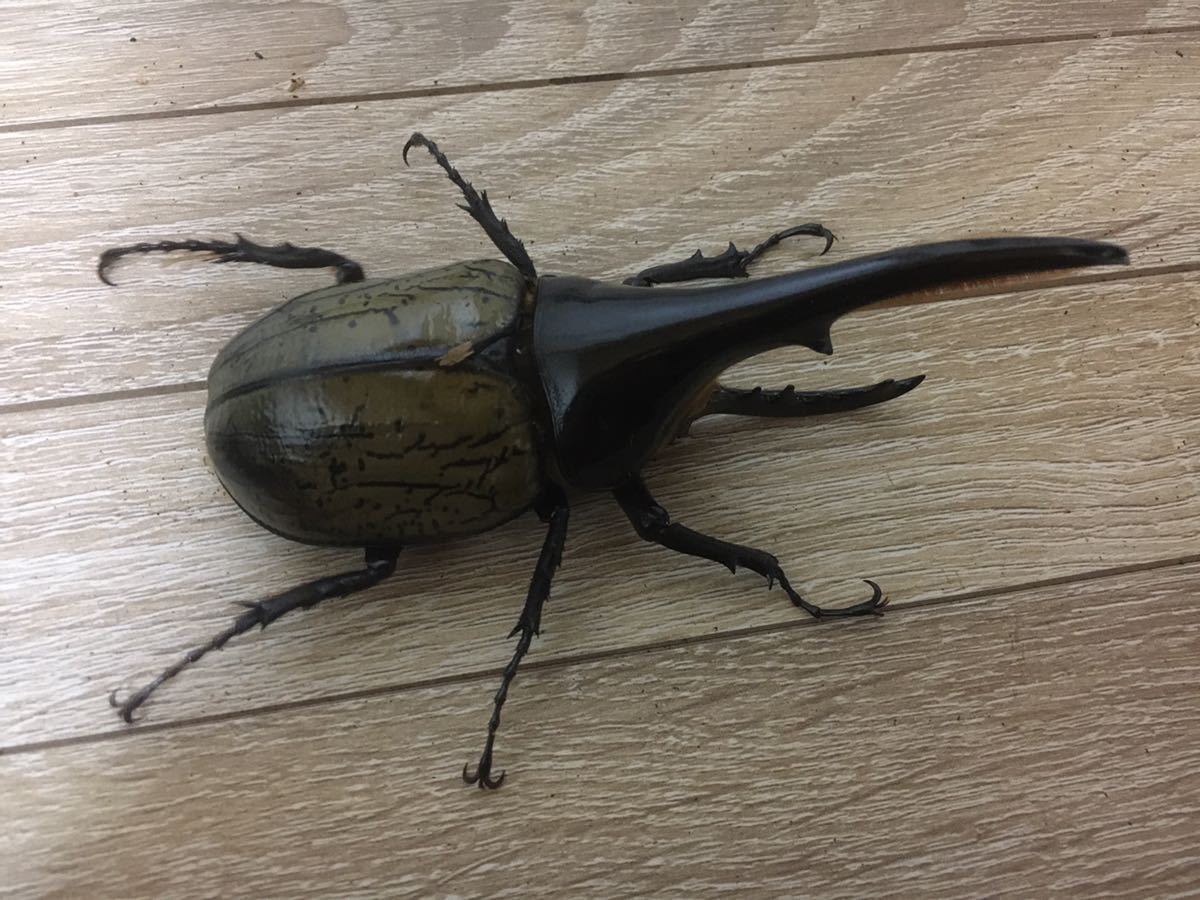 店舗購入予約品)DHヘラクレス♂145㎜新成虫‼️即ブリ‼️未使用