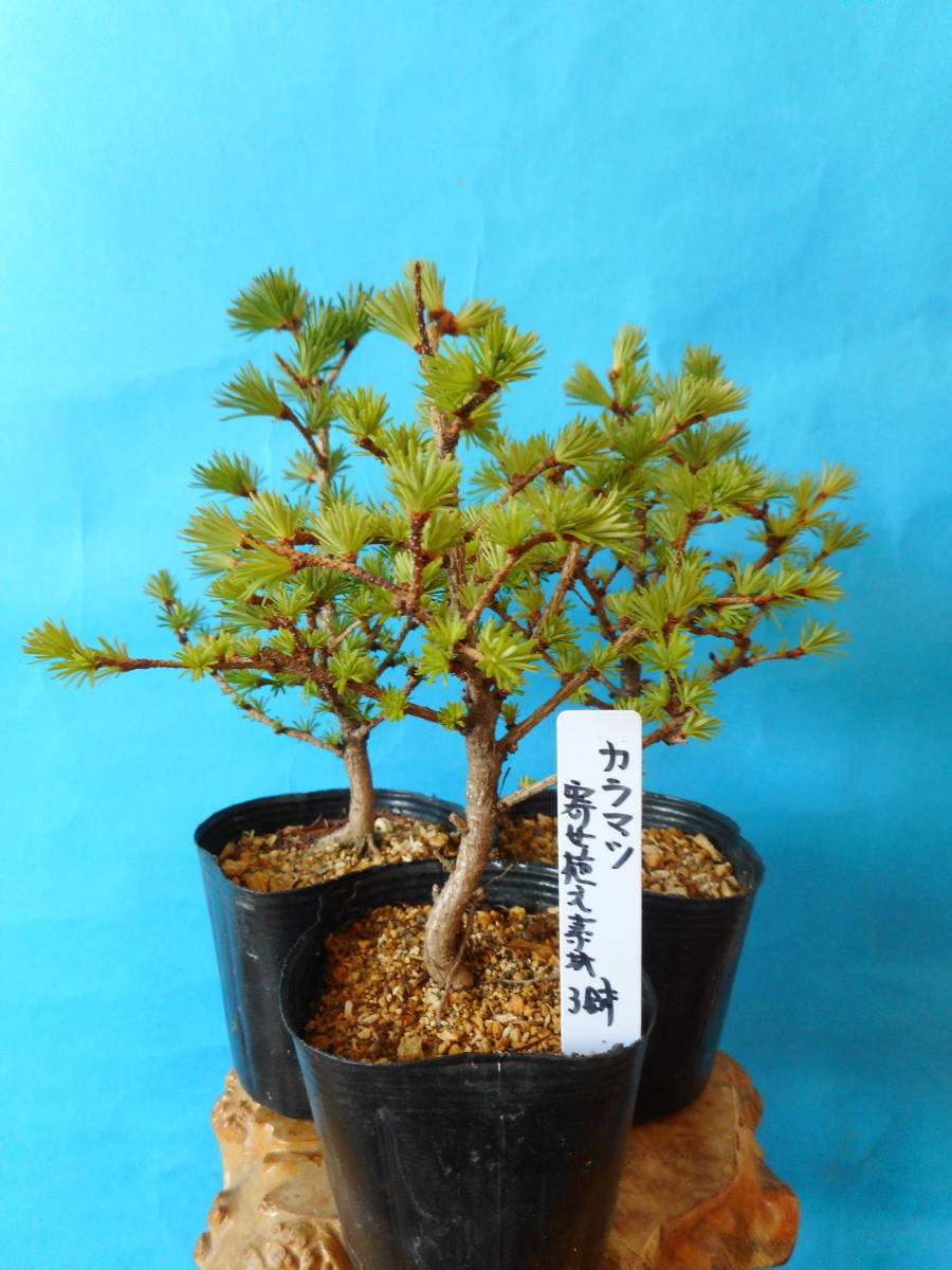 未使用】盆栽素材(マツ科） カラマツ 寄せ植え材 3鉢の落札情報詳細