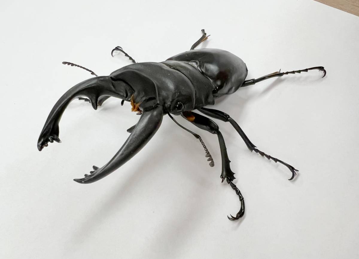≪≪ ブラジル便 Wild！ ロトゥンダトスツヤケシクワガタ 南米
