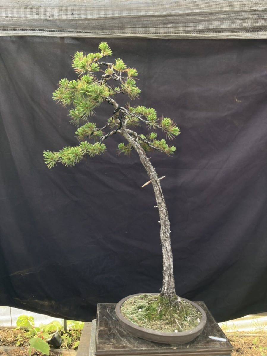 盆栽　五葉松　樹高28cm 盆栽五葉松樹高28cm