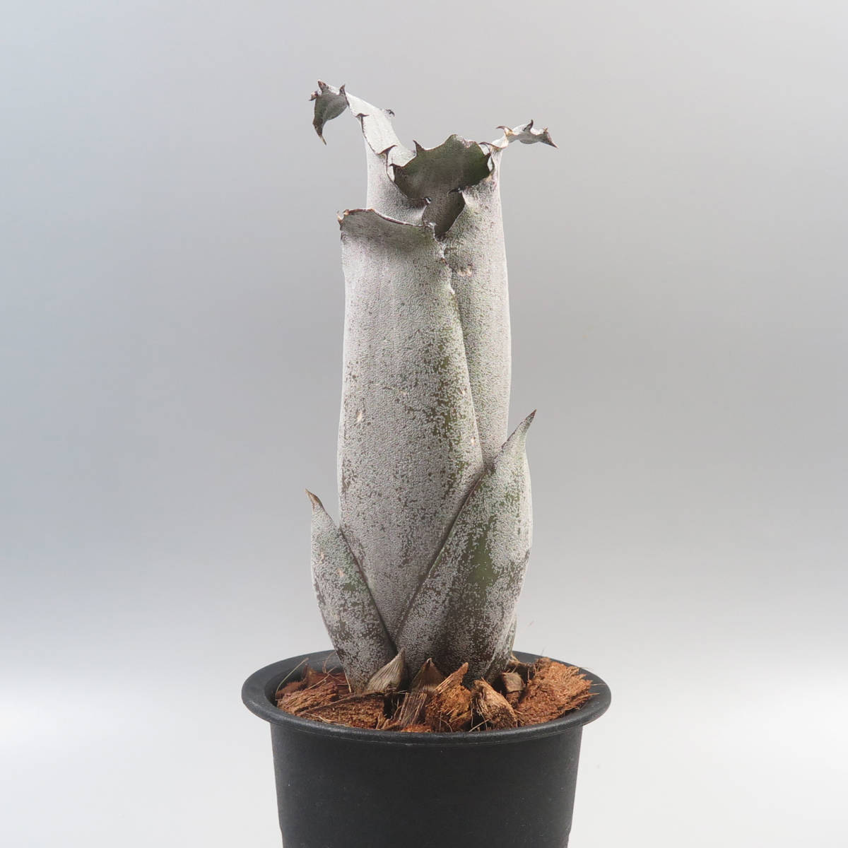 3. ホヘンベルギア ☆ Hohenbergia Sandra's Mountain ☆ タンクブロメリア