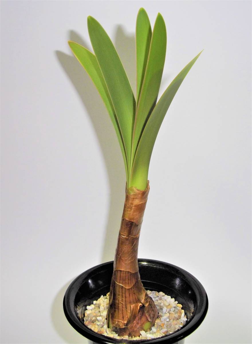 ウォースレア　プロセラ(ブルーアマリリス) 超激レア種　多肉植物 ウォースレア プロセラ(ブルーアマリリス) 超激レア種 多肉植物 光る激