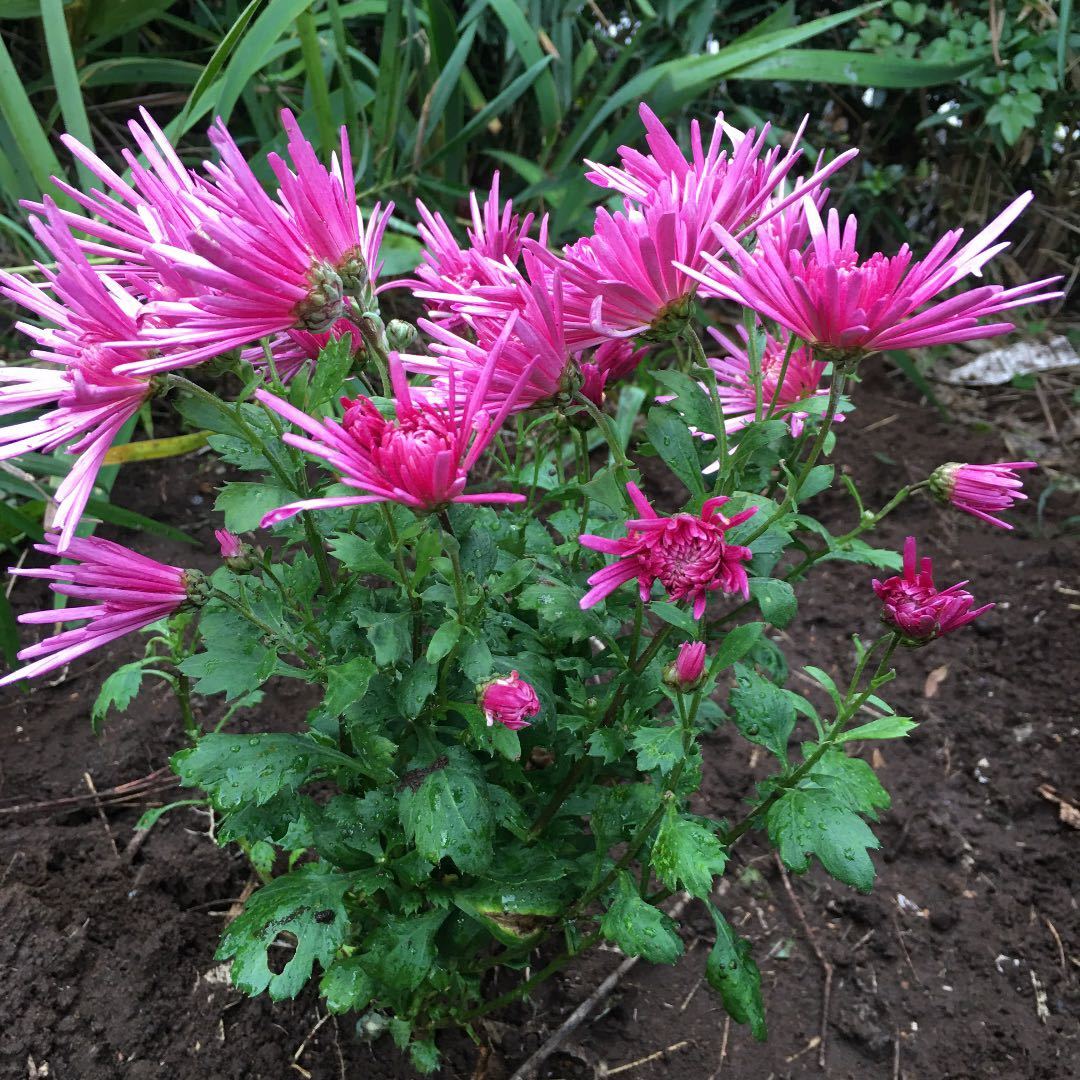 モッテノホカ抜き苗3本匿名配送