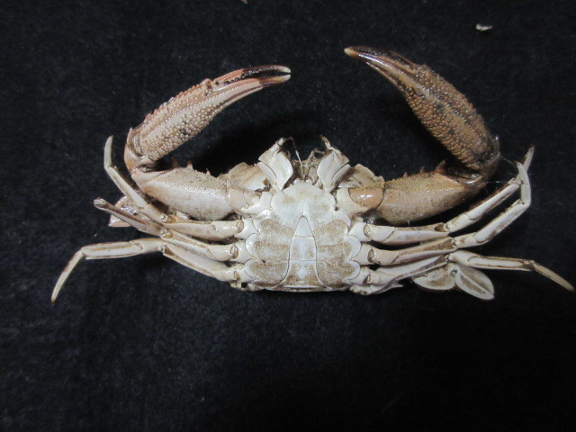 カニ 標本 と貝の化石 カニ 標本 と貝の化石