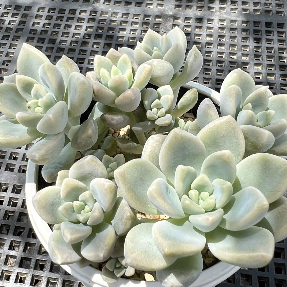 だるま姫秀麗×プロリフェラ☆多肉植物 だるま姫秀麗×プロリフェラ☆多肉植物