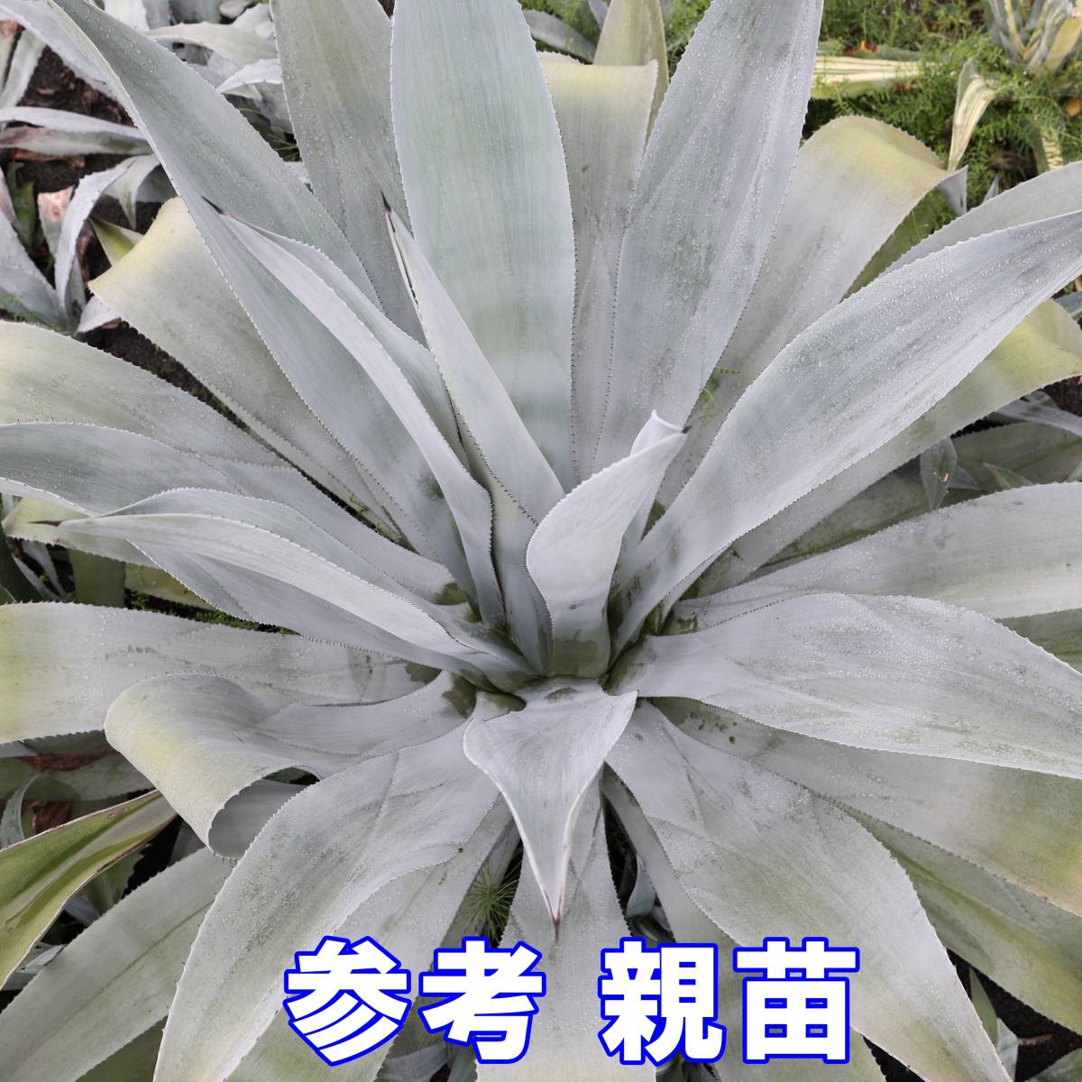 アガベ フランゾシニー錦 ソートゥース 【公式通販】