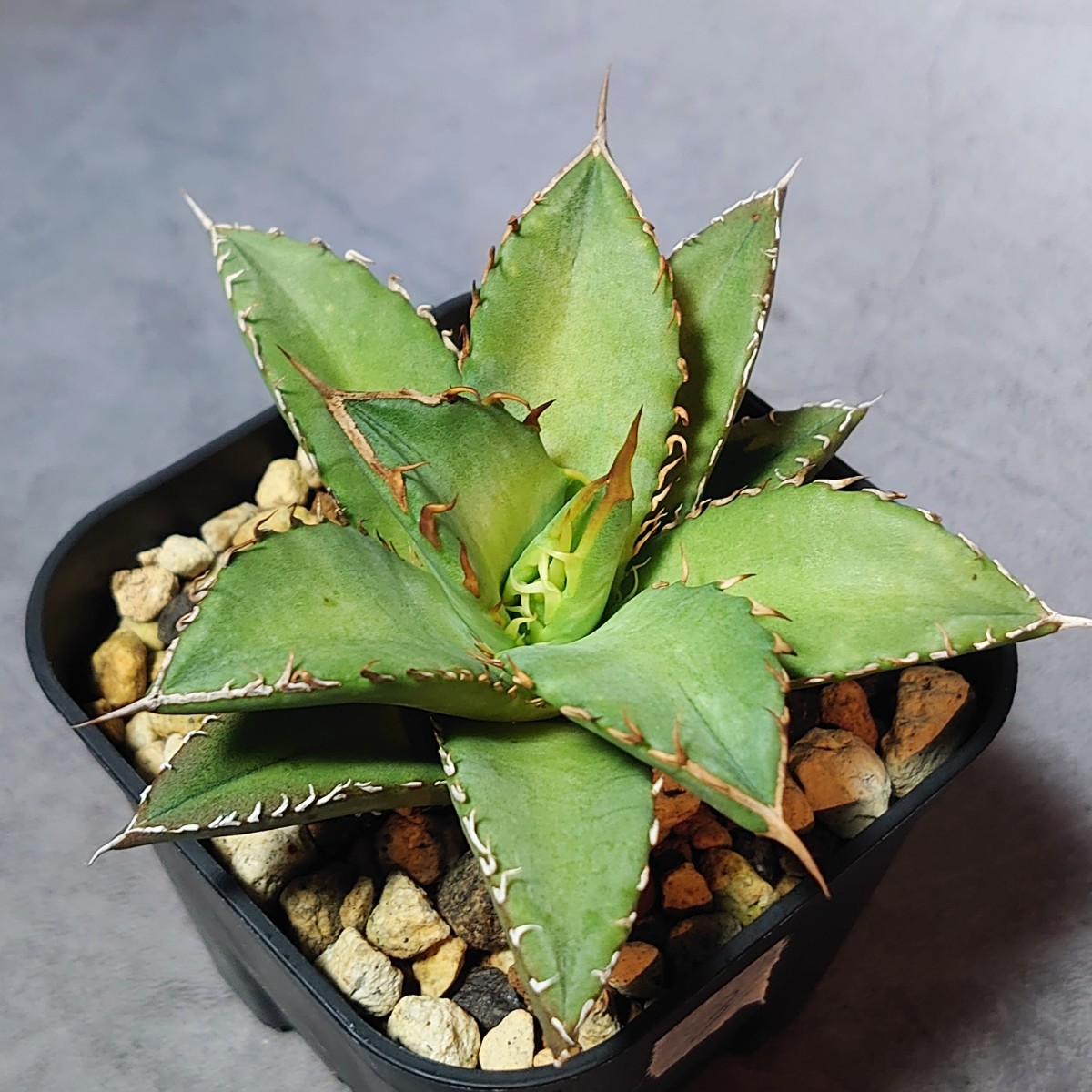 アガベ オテロイ オアハカ 親株 【公式通販】